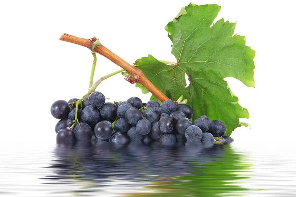 Bando de uvas em fundo branco — Fotografia de Stock