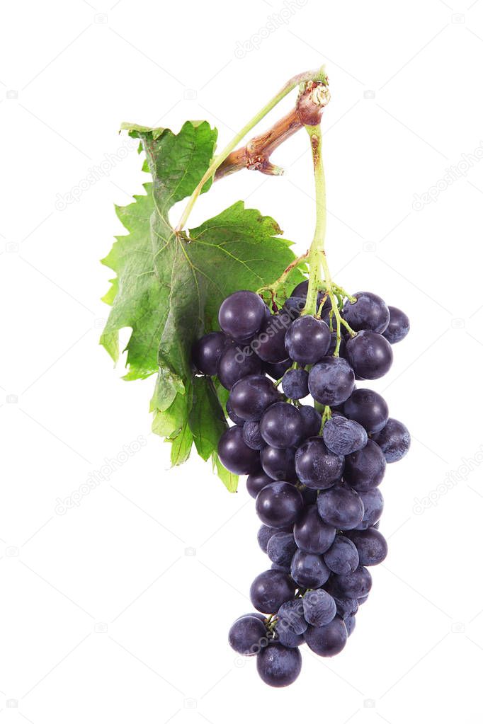Bunch of grapes in white background