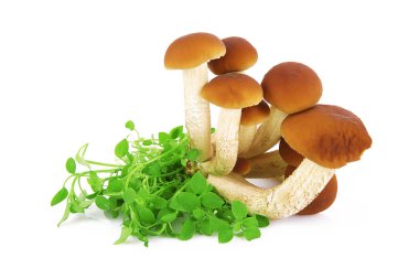 Beyaz arka planda taze mantar