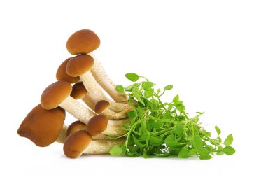 Beyaz arka planda taze mantar