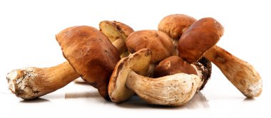 Porcini mantar beyaz arka planda