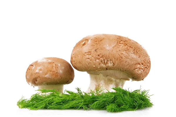 Funghi freschi su sfondo bianco — Foto Stock