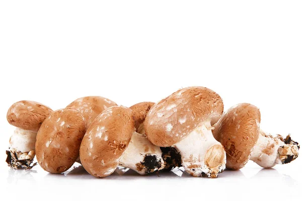 Čerstvé houby v bílém pozadí — Stock fotografie