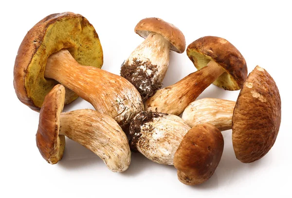 Champiñones porcini en fondo blanco — Foto de Stock