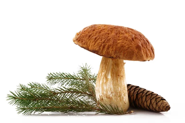 Champiñones porcini en fondo blanco — Foto de Stock