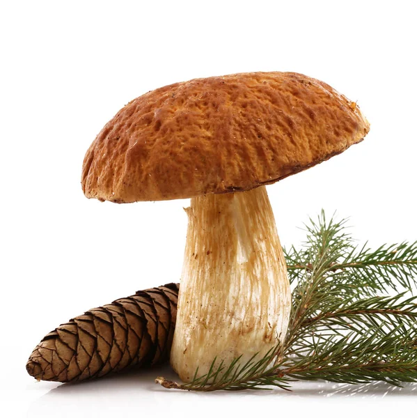 Funghi porcini su fondo bianco — Foto Stock