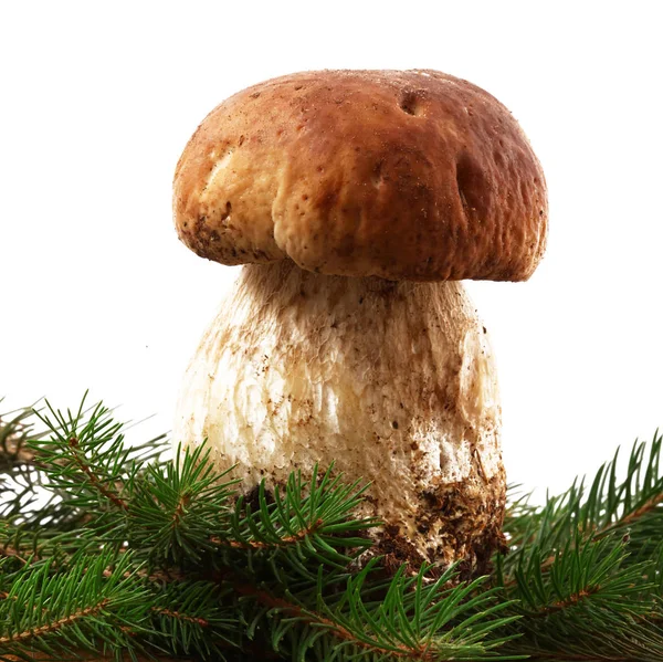 Funghi porcini su fondo bianco — Foto Stock