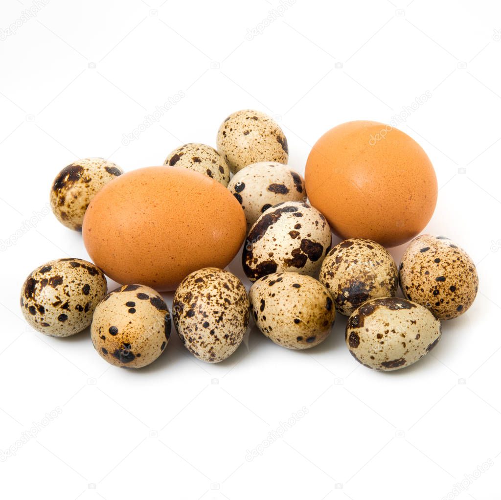 isolated quail eggs in white background