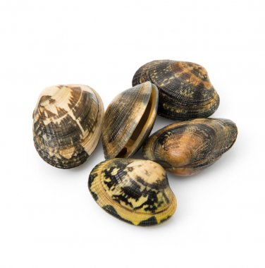 Beyaz arka planda izole taze istiridye