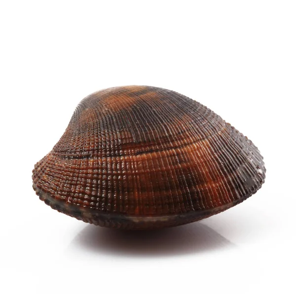 Isolerade färsk mussla i vit bakgrund — Stockfoto