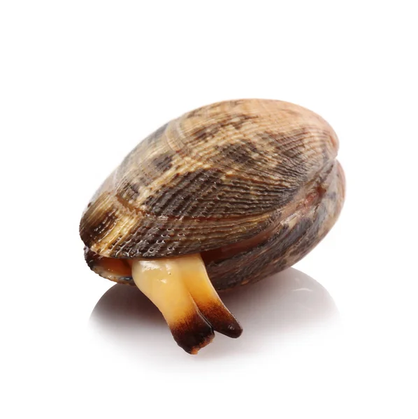 Isolated fresh clam in white background — Stock Photo, Image