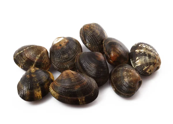 Isolierte frische Venusmuscheln auf weißem Hintergrund — Stockfoto