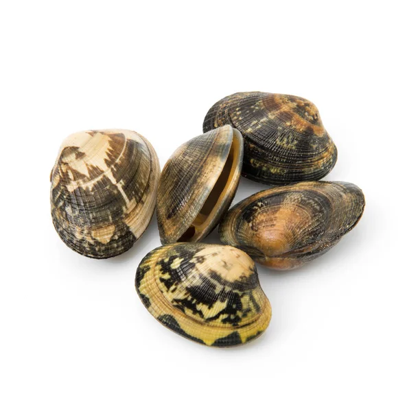 Isolerade färska musslor i vit bakgrund — Stockfoto