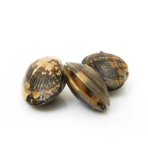Isolerade färska musslor i vit bakgrund — Stockfoto