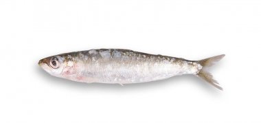fresh sardine in white background clipart