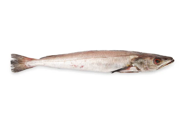 Fresh hake in white background — Stock Photo, Image