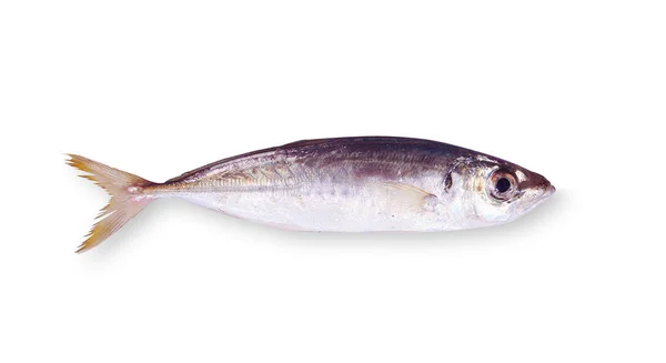 Fresh anchovy in white background — Stock Photo, Image