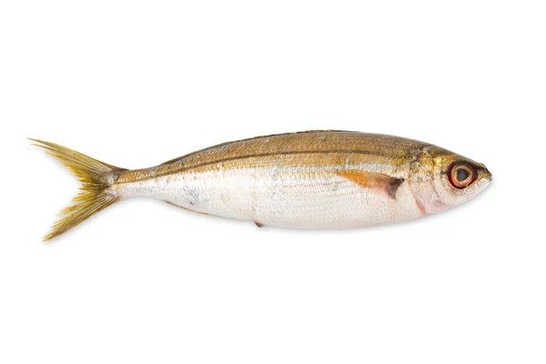 흰색 배경에서 신선한 생선 — 스톡 사진