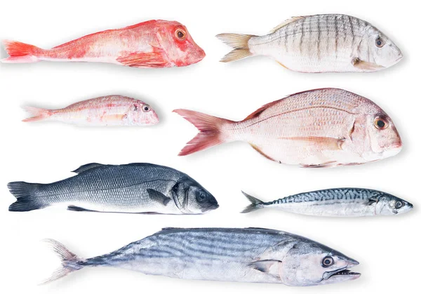 Collage di pesce fresco su sfondo bianco — Foto Stock