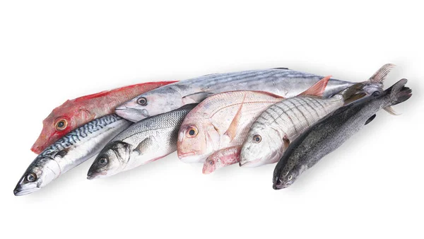 Collage di pesce fresco su sfondo bianco — Foto Stock