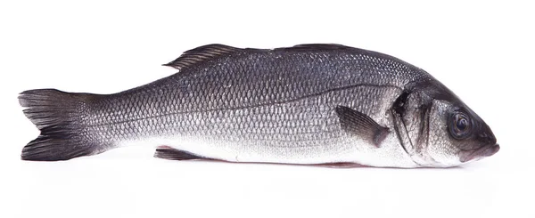 Fresh bass in white background — Stock Photo, Image