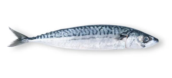 Fresh mackerel in white background — Stock Photo, Image