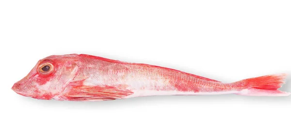 Peixe fresco em fundo branco — Fotografia de Stock