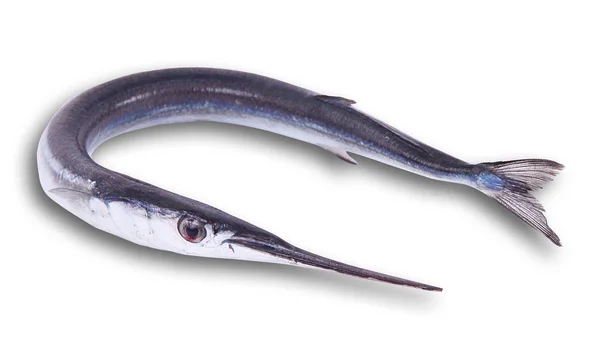 흰색 배경에서 신선한 garfish — 스톡 사진