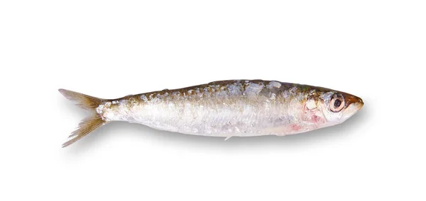 Sardinha fresca em fundo branco — Fotografia de Stock