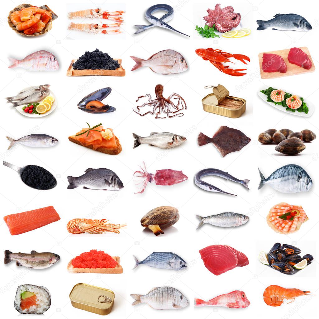 fresh fish collage in white background