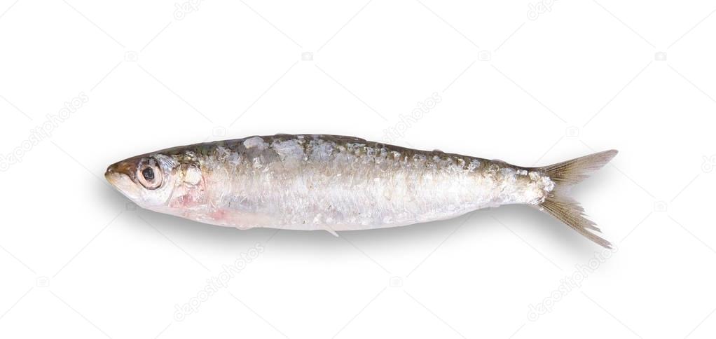 fresh sardine in white background
