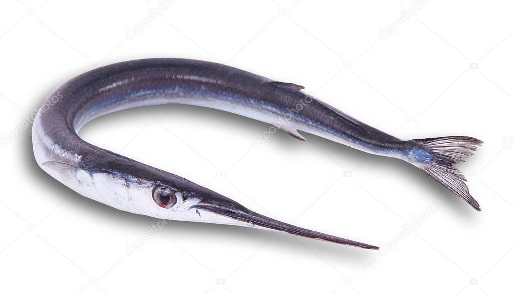 fresh garfish in white background