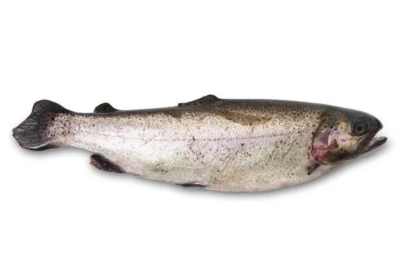 흰색 배경에서 신선한 송어 — 스톡 사진