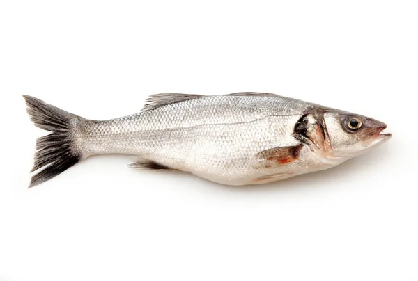 Isolated fresh bass in white background — Stock Photo, Image