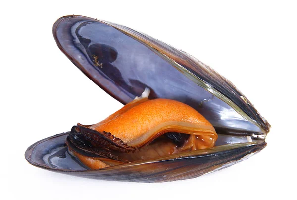 Isolated fresh mussel in white background — Stock Photo, Image