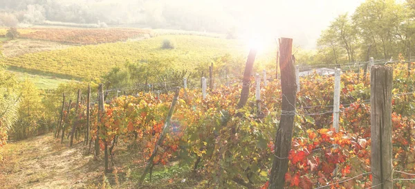 Herbstliche Landschaft italienischer Weinberge — Stockfoto