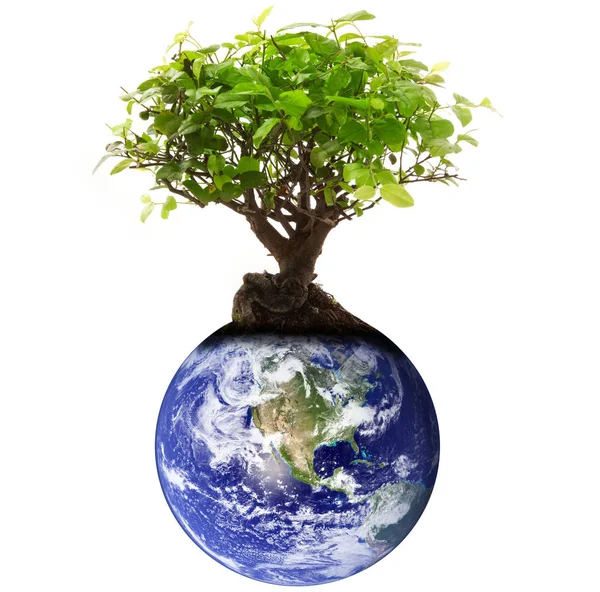 Planeta Země se stromem na bílém pozadí — Stock fotografie