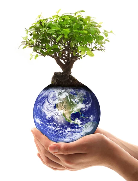 Planeta Tierra con mano de árbol — Foto de Stock