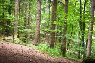 Sessiz dağ orman manzara