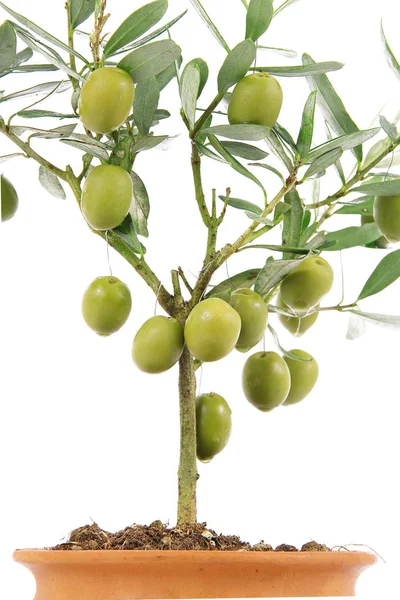 Оливковое растение на белом фоне — стоковое фото