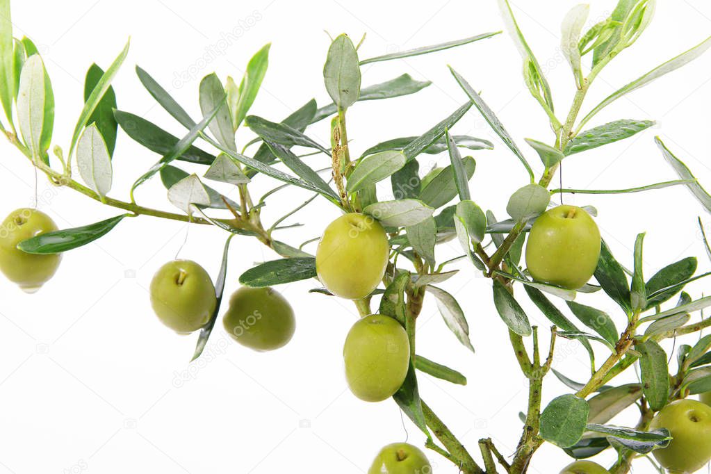 olive plant in white background