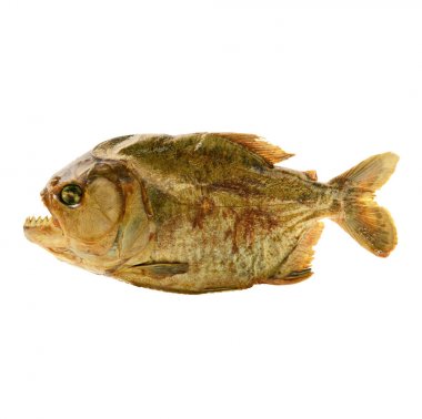 Beyaz arka planda MumyaIadım piranha izole