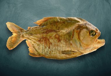 izole MumyaIadım piranha koyu arka planda