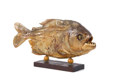 Beyaz arka planda MumyaIadım piranha izole