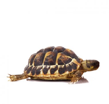 Beyaz arka planda küçük kaplumbağa