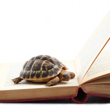 Beyaz arka planda bir kitap okuma kaplumbağa