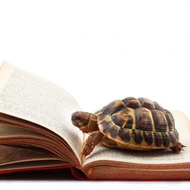 Beyaz arka planda bir kitap okuma kaplumbağa