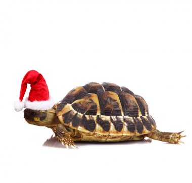 Beyaz arka planda cristhmas şapkalı turtle