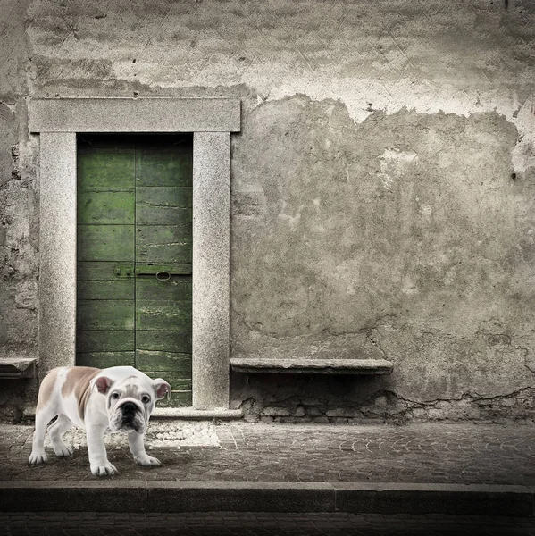 Φύλακα μπροστά από την πόρτα σπίτι — Φωτογραφία Αρχείου