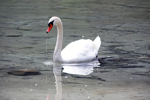 Cigno che nuota in uno stagno — Foto Stock